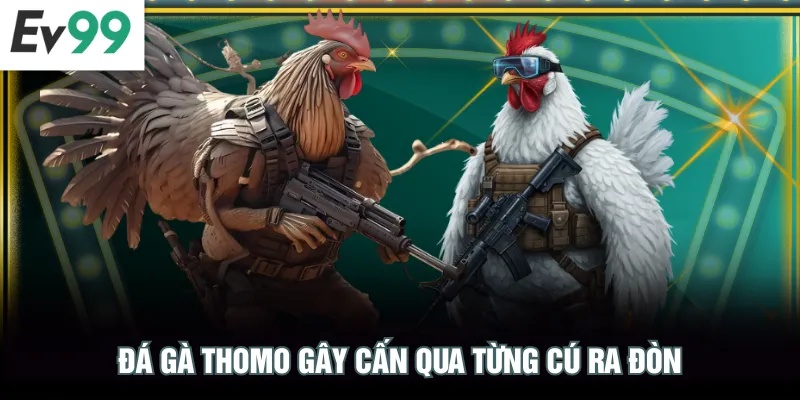 2 Cách Xem Đá Gà Thomo Uy Tín, Đặt Cược Đảm Bảo An Toàn Đá gà Thomo gây cấn qua từng cú ra đòn